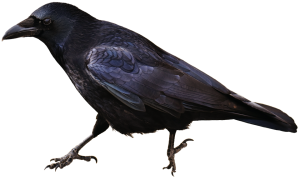 Raven PNG-71433